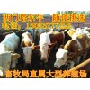 安格斯種牛的養(yǎng)殖供應(yīng)商
