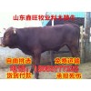 紅牛崽新價(jià)格調(diào)價(jià)信息
