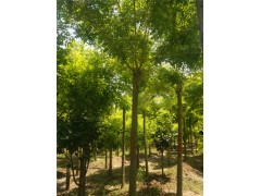 長(zhǎng)沙25公分合歡樹基地大量精品苗木供應(yīng)