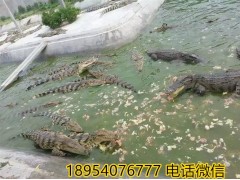 河南衛(wèi)輝市活體商品鱷魚多少錢一斤