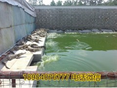 河南焦作市鱷魚(yú)鞭多少錢(qián)一個(gè)