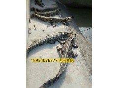 河南新密市白條鱷魚多少錢一斤