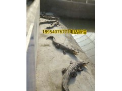 河南周口市鱷魚鞭多少錢一個