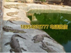 河南靈寶市鱷魚肉多少錢一斤