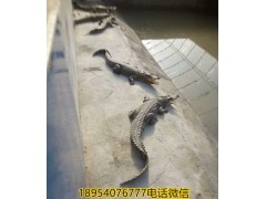 河南舞鋼市商品鱷魚多少錢一斤