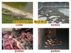 河南鄧州市帶皮鱷魚肉多少錢一斤