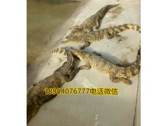 河南焦作市帶皮鱷魚肉多少錢一斤