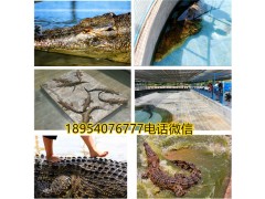 河南義馬市帶皮鱷魚肉多少錢一斤