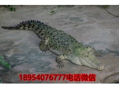 河南濮陽市鱷魚鞭多少錢一個(gè)