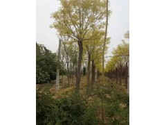 源縣精品40公分1-5發(fā)帽國槐基地提供多種苗木
