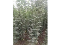 河北國槐樹2019年種植前景