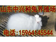 在河北哪里有長毛兔養(yǎng)殖場
