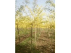 黃金槐6公分8公分10公分高接精品樹形菏澤產(chǎn)地批發(fā)