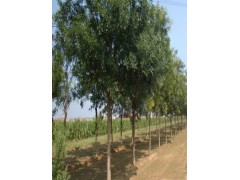 樂(lè)山18公分皂角樹基地在哪里