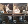 在河北肉兔種兔什么價(jià)格