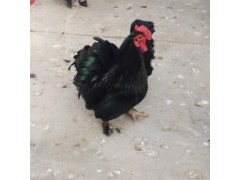 今天純種元寶雞價格