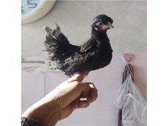 今日元寶小雞苗多少錢一只
