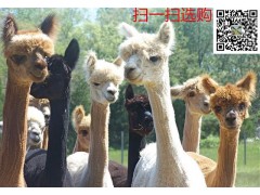 淮南羊駝收購價格大量羊駝收購價格歡迎來電