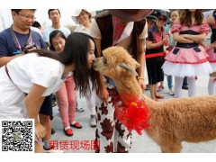 賀州高價(jià)回收羊駝現(xiàn)金收購(gòu)羊駝大量高價(jià)回收羊駝現(xiàn)金收購(gòu)羊駝歡迎