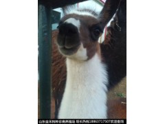 忻州羊駝養(yǎng)殖場(chǎng)收購(gòu)羊駝大量羊駝養(yǎng)殖場(chǎng)收購(gòu)羊駝歡迎咨詢(xún)