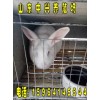 現(xiàn)在肉兔種苗多少錢一只