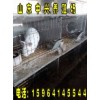 山西哪里有新西蘭肉兔種兔養(yǎng)殖場