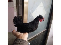 附近哪里有元寶小雞苗出售價(jià)格