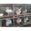 在四川地區(qū)肉兔多少錢一只