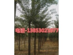 20公分垂柳價(jià)格25公分垂柳價(jià)格30公分垂柳價(jià)格