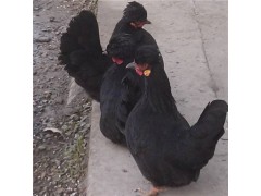 圓寶雞多少錢一只種 元寶雞怎么養(yǎng)