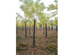 黃山8公分法桐基地聯(lián)系方式是多少
