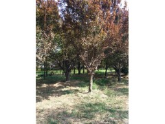 遼寧8公分皂角樹基地種植多棵