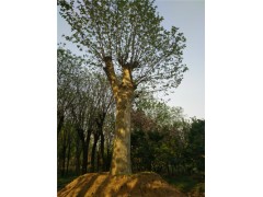 聊城40公分皂角樹(shù)基地支持貨到付款