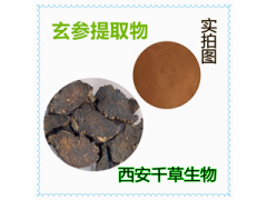 玄参提取物 玄参浓缩粉 玄参浸膏粉