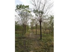 東營(yíng)5公分國(guó)槐基地大量精品苗木供應(yīng)