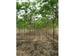 嘉興15公分皂角樹基地種植多棵