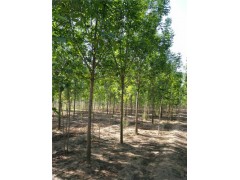 金昌70公分皂角樹基地專業(yè)種植苗木