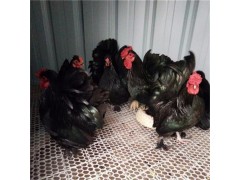 元寶雞怎么養(yǎng)元寶雞什么顏色貴