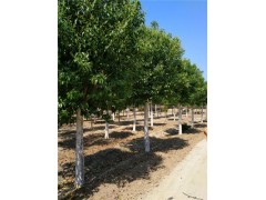懷安18公分皂角樹(shù)基地種植數(shù)量800畝