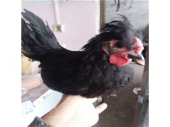 元寶雞多少錢一對