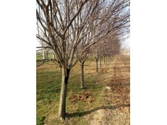 漢中15公分白蠟基地專業(yè)種植苗木