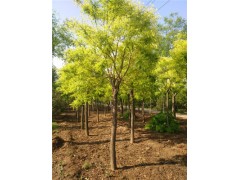 榆林18公分白蠟種植基地在哪