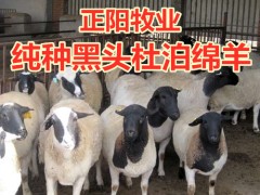 遼寧沈陽(yáng)杜泊綿羊養(yǎng)殖場(chǎng)`