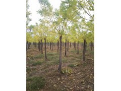 威海80公分國槐價格種植數量800畝
