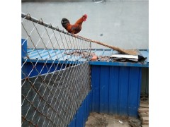 元寶雞多少錢一只 漂亮的元寶雞圖片