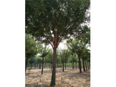 江蘇12公分法桐基地提供種植技術(shù)