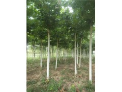 低價出售8-10-12公分定桿法桐樹 專業(yè)種植配送