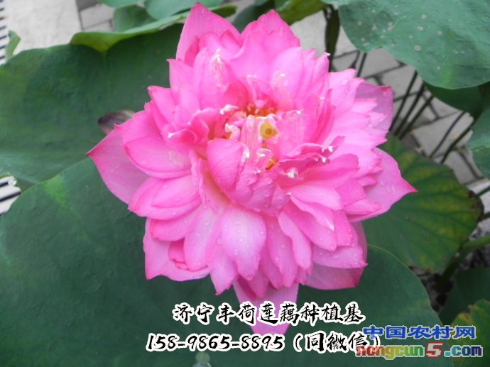 荷花苗哪里有