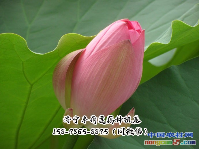 觀賞荷花怎么種植