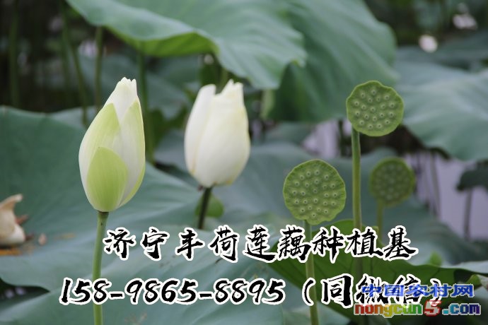 綠化荷花苗